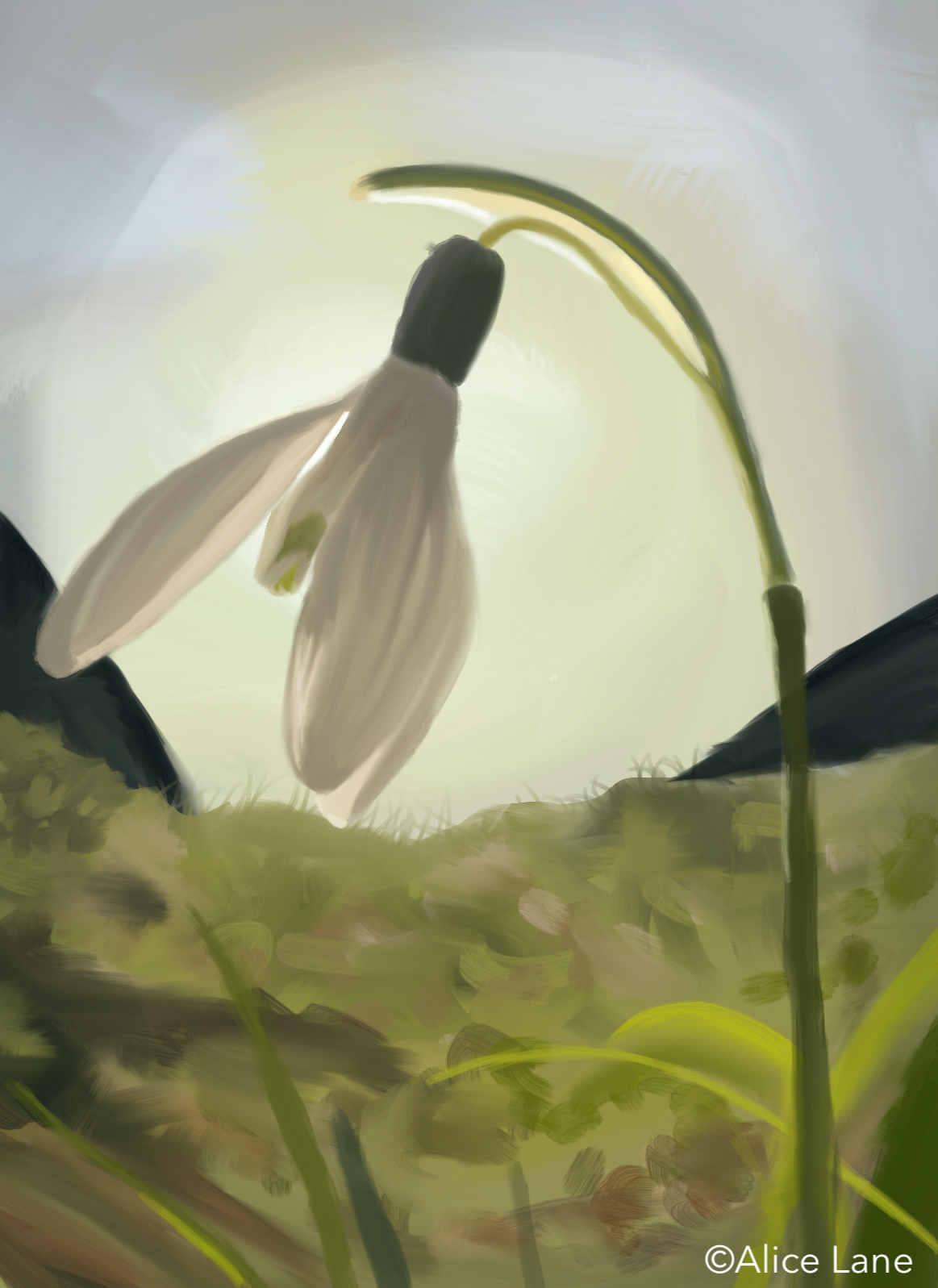 Snowdrop