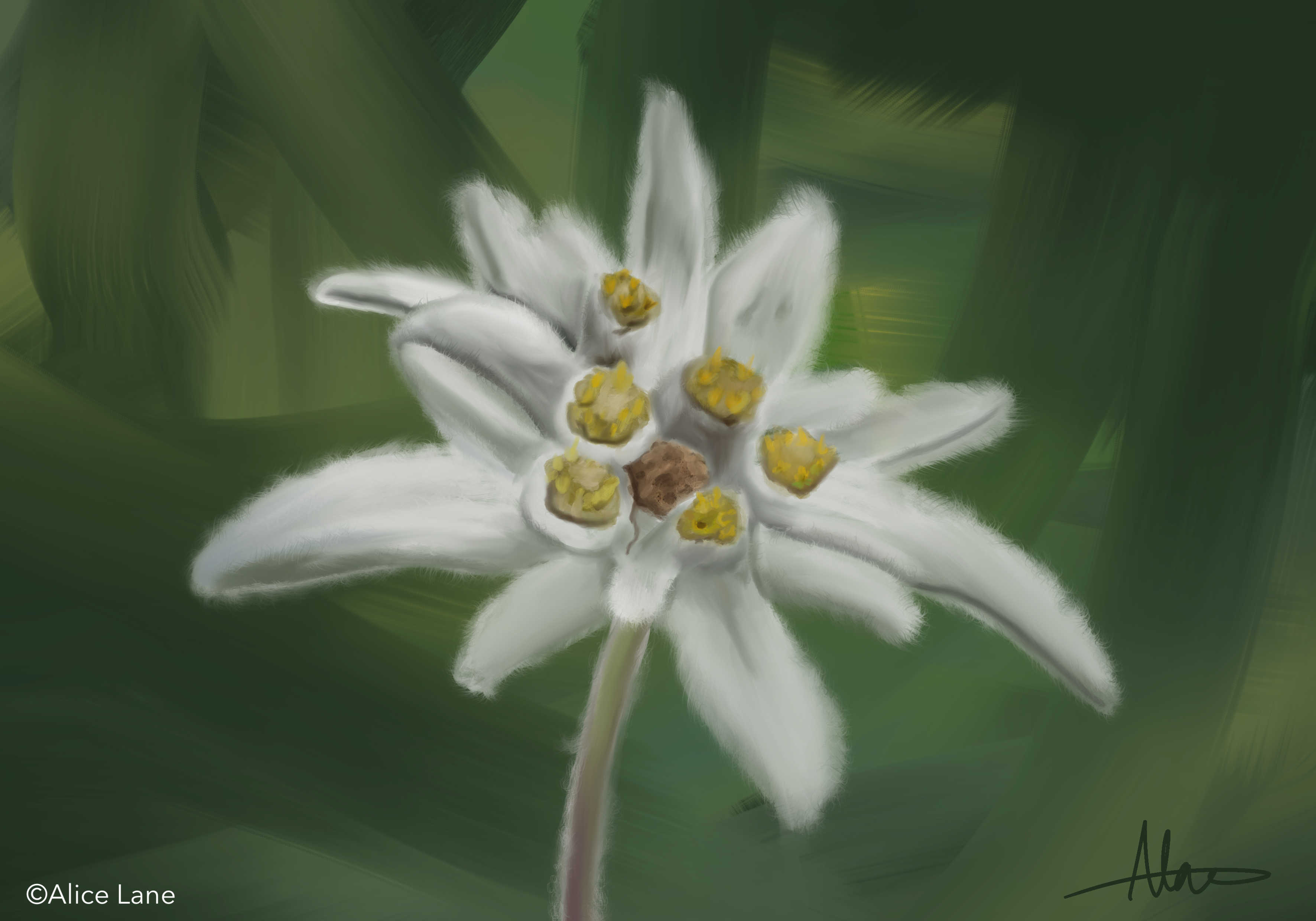 Edelweiss